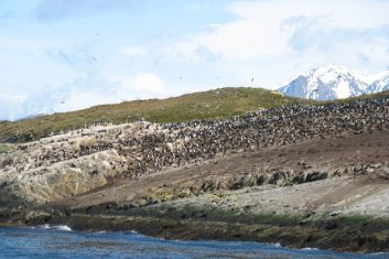 Argentina Patagonia - Beagle kanaal - penguins