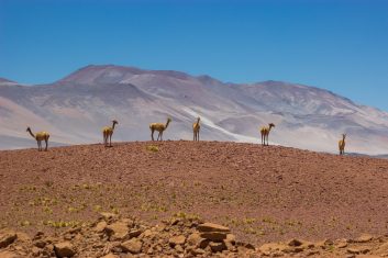 Chile San Pedro Atacama - Alpacas