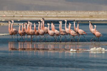 Chile Atacama - Flamingos