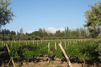 Argentina - Mendoza Wines / wijngaarden