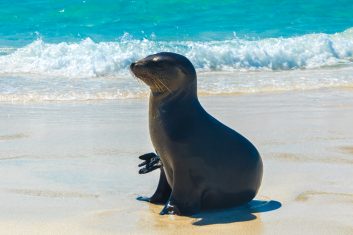 Ecuador Galapagos_Sea lion