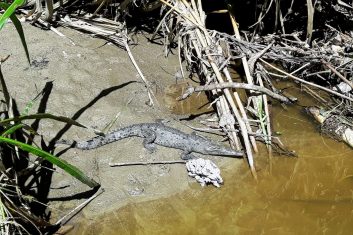 Colombia Tayrona - alligators