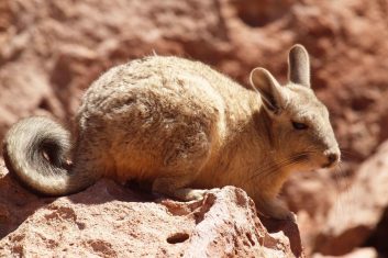 Bolivia desert hare/haas/Viscacha