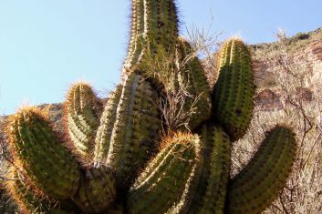 Argentinië Cactus