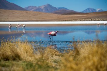 Bolivia Uyuni - flamingo's