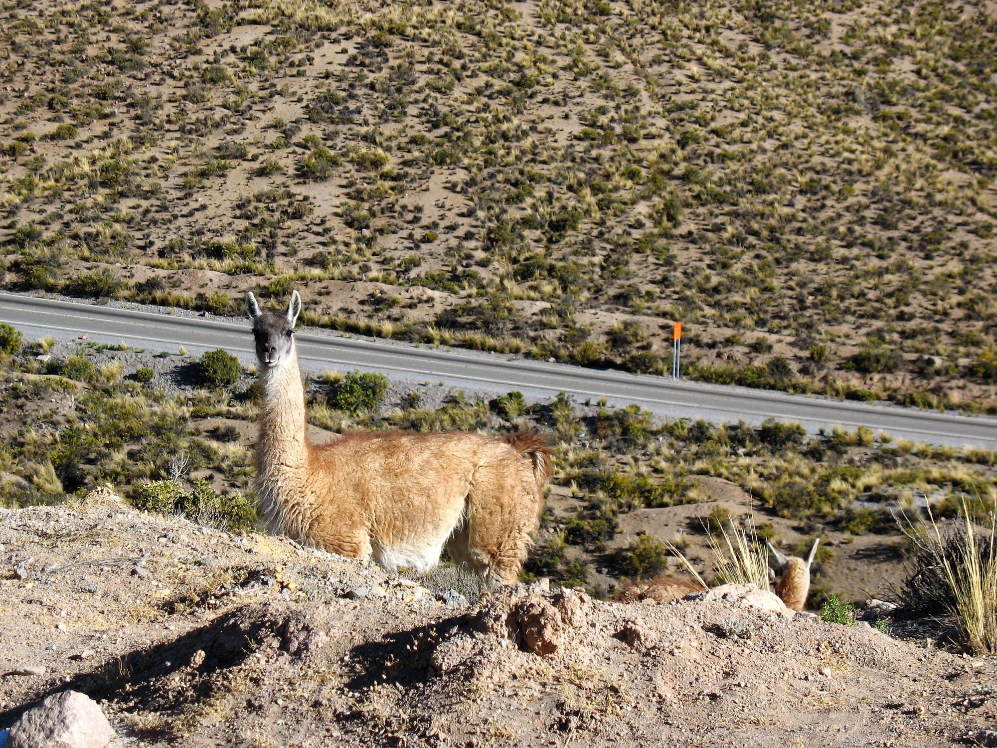 Chile - Noord - vicuña