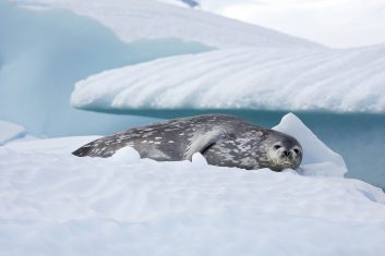 Antarctica - Weddell seal