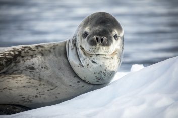 Antarctica - Weddell seal