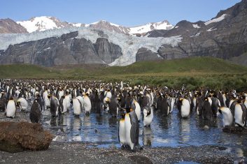 Antarctica - South Georgia pinguins