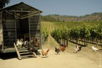 Chili - Viña Matetic / wineries / wijngaarden en Chile