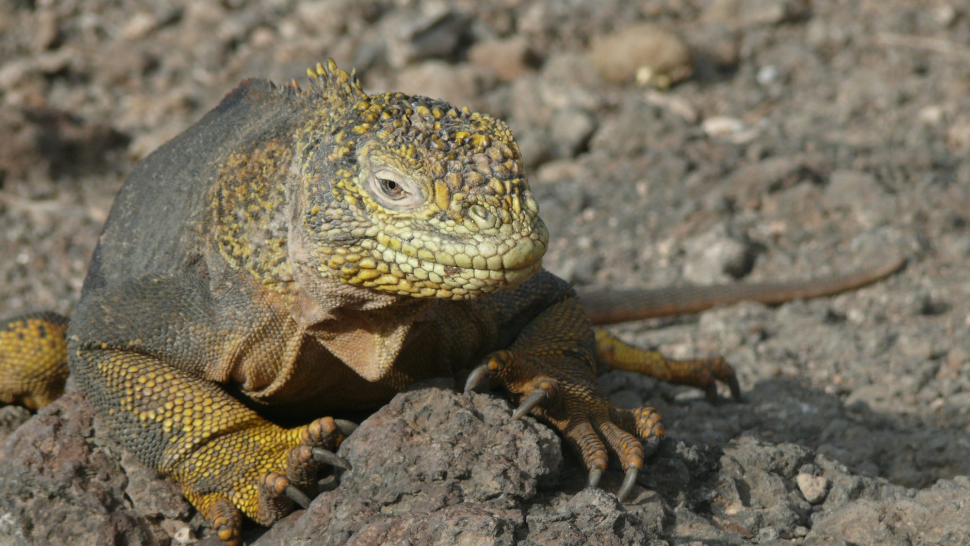 Ecuador Galapagos_Land iguana