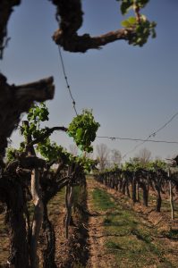 Argentinië Cafayate - Winery