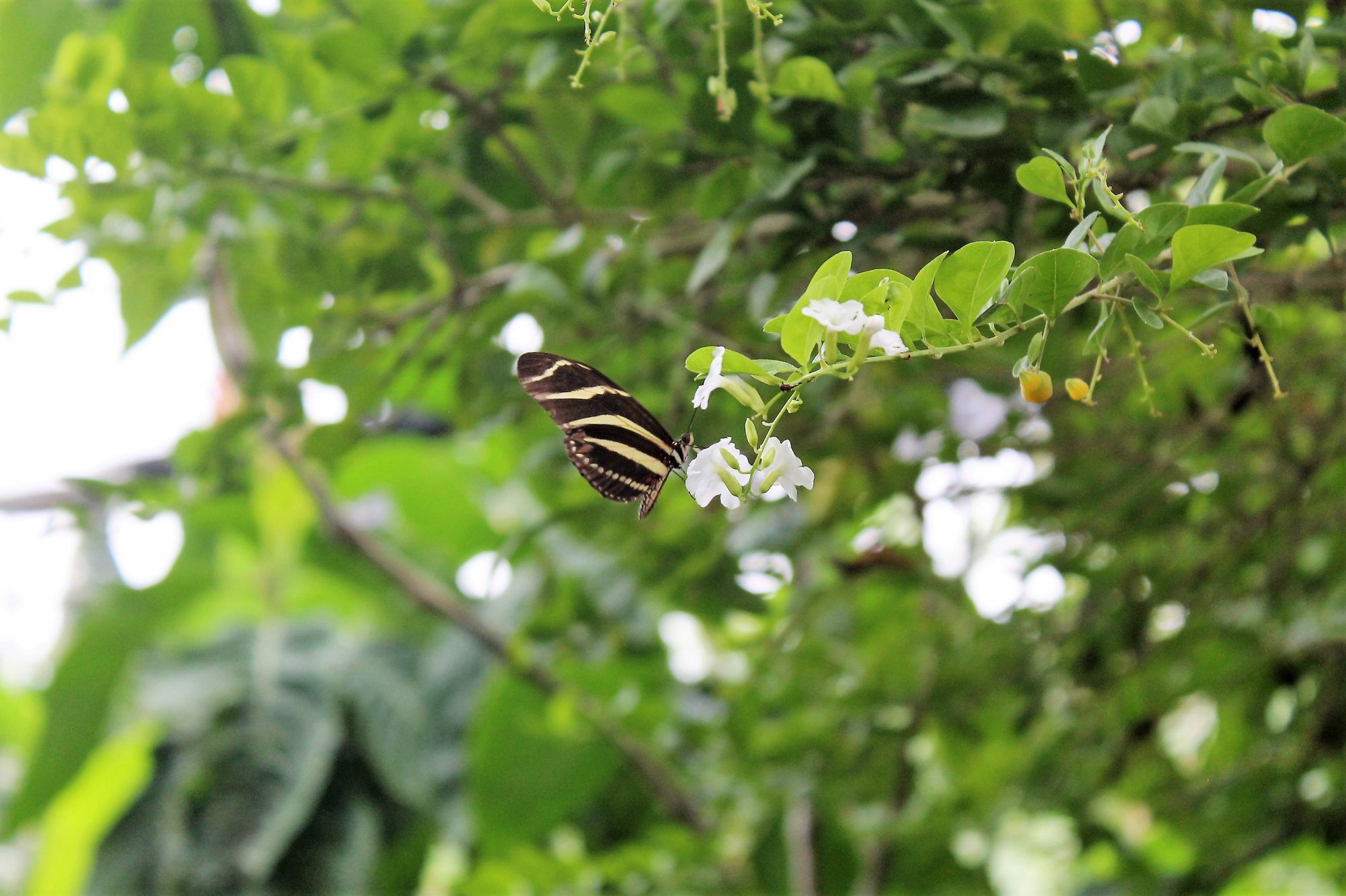 Nicaragua - Isla Ometepe - Charco Verde - Vlindertuin/Mariposa