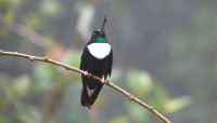 Peru Noord - birdwatching