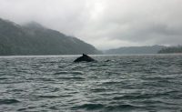 Colombia - Pacific - El Almejal - walvissen