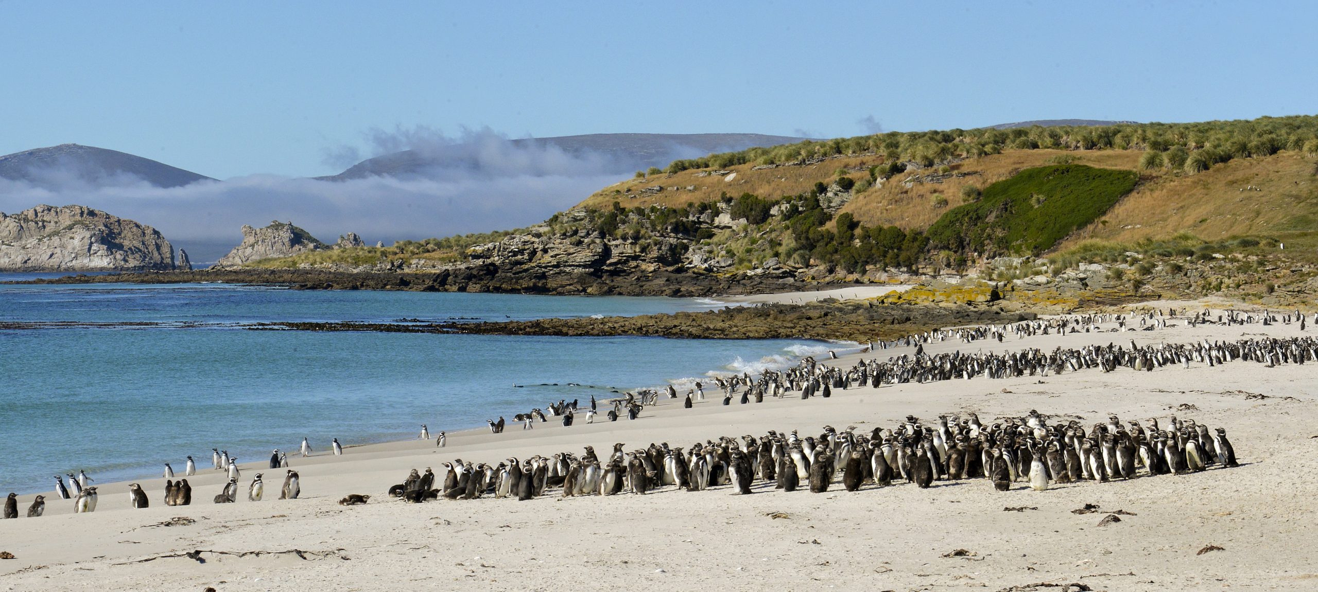 Magellanic Penguins, Falkland Islands_Werner Thiele